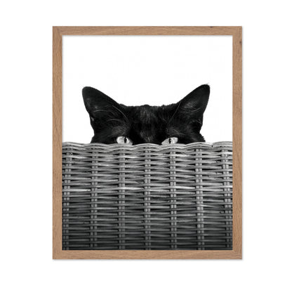 Curiosity Black Cat