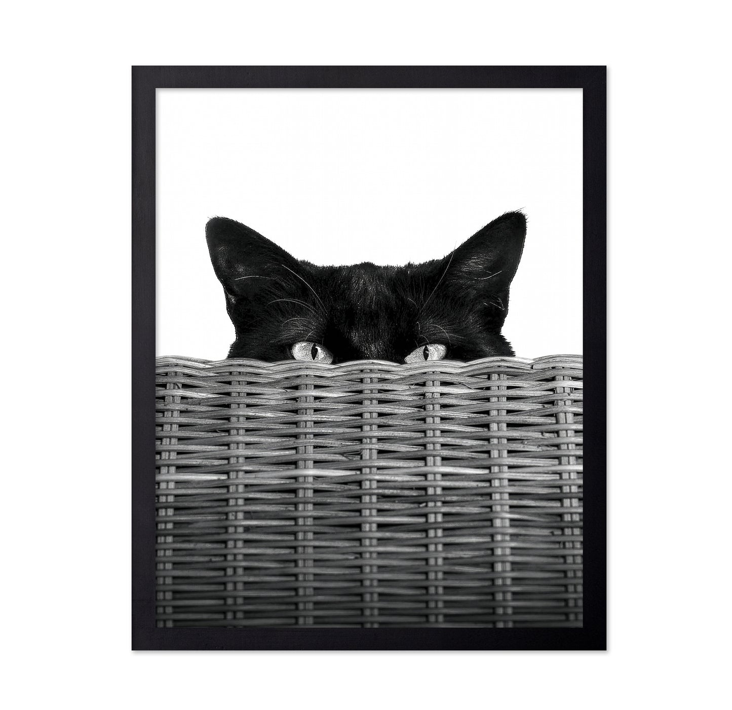 Curiosity Black Cat