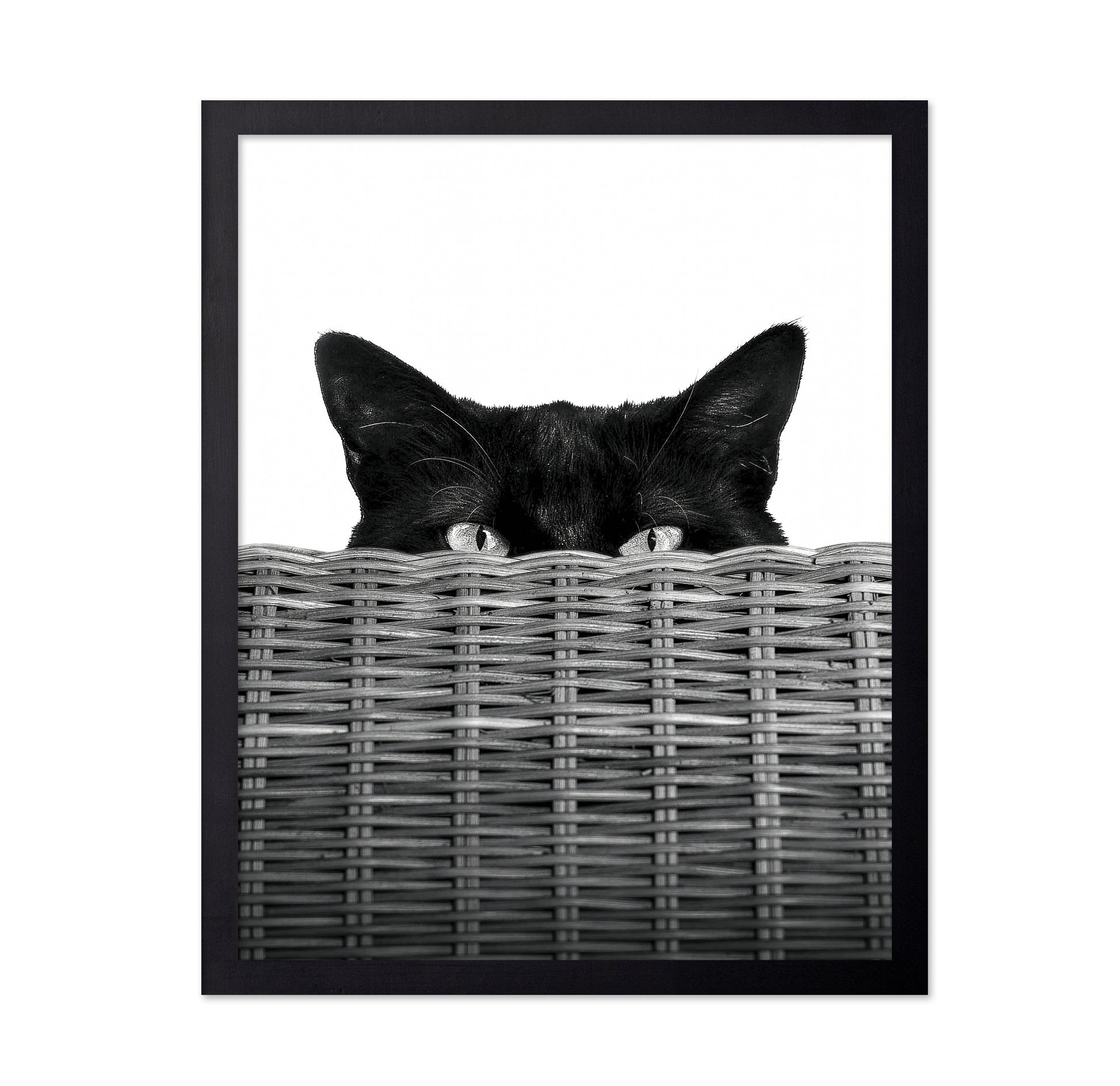 Curiosity Black Cat