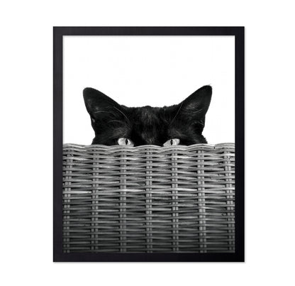 Curiosity Black Cat