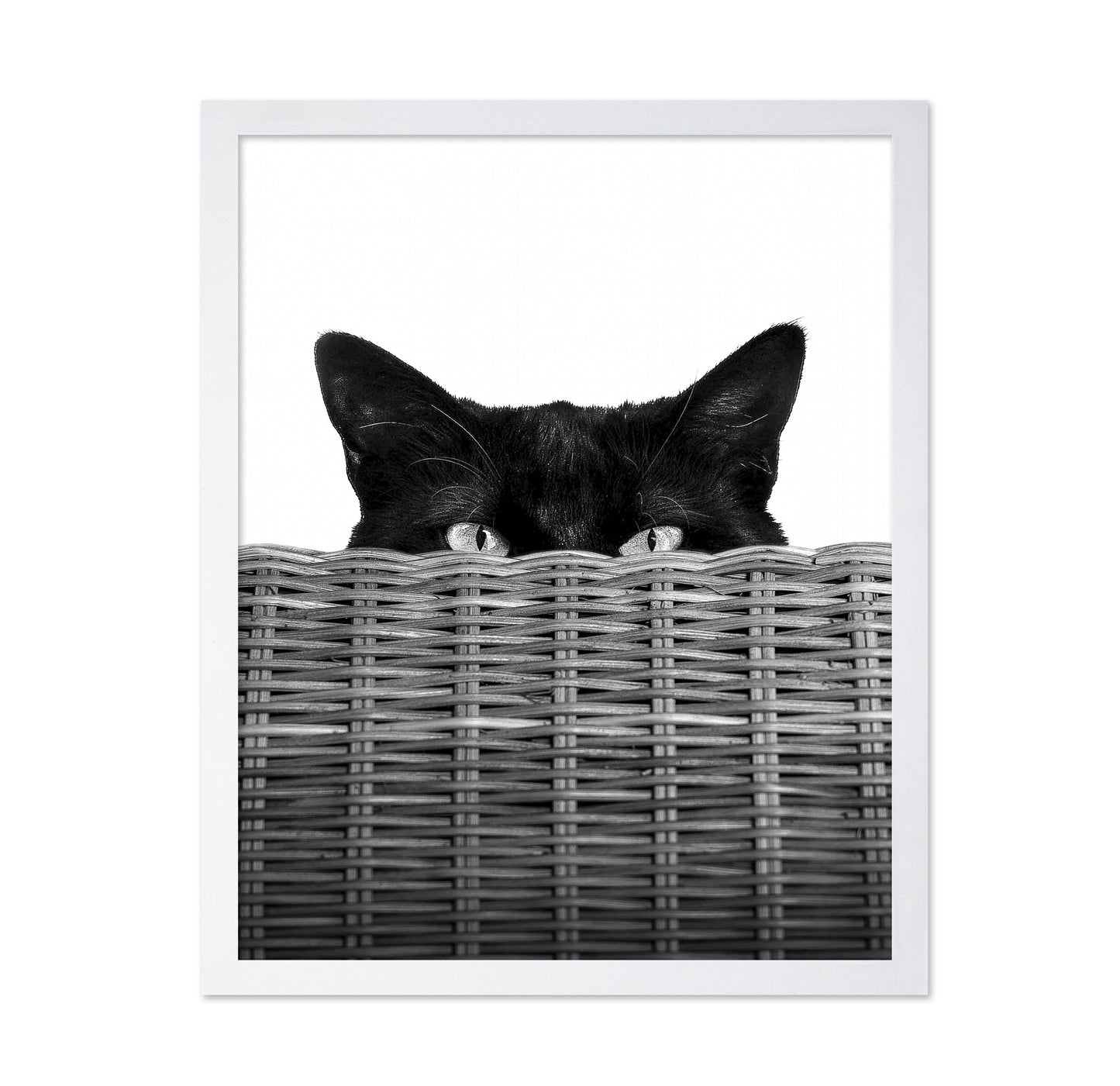 Curiosity Black Cat