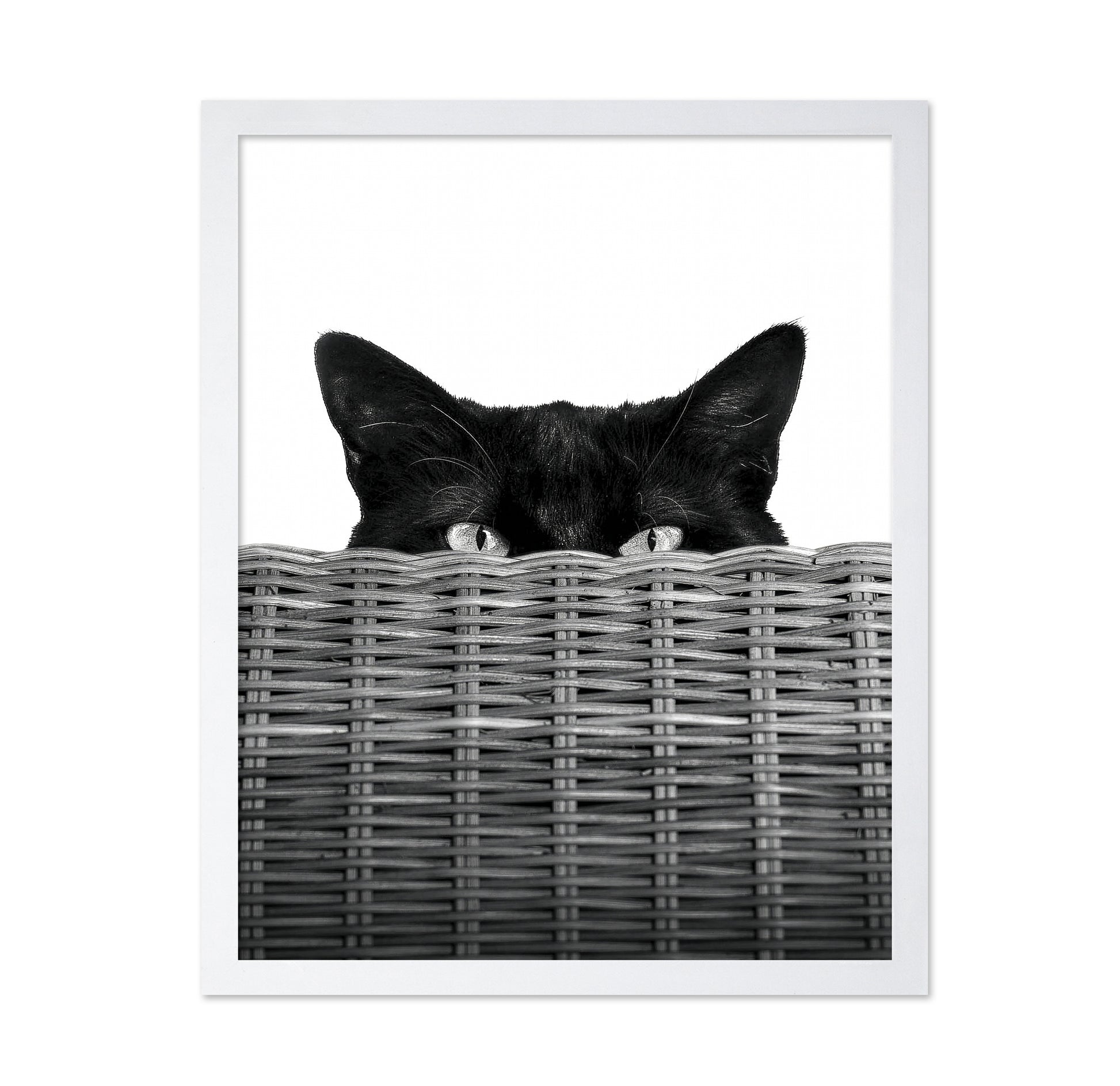 Curiosity Black Cat