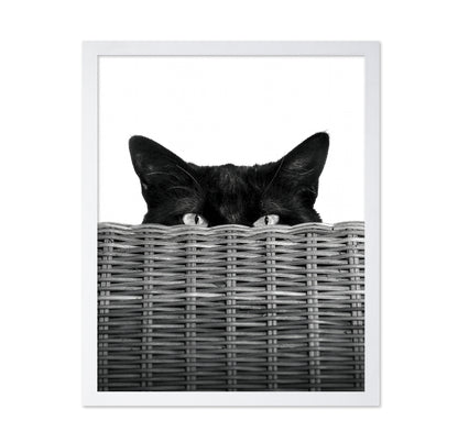 Curiosity Black Cat