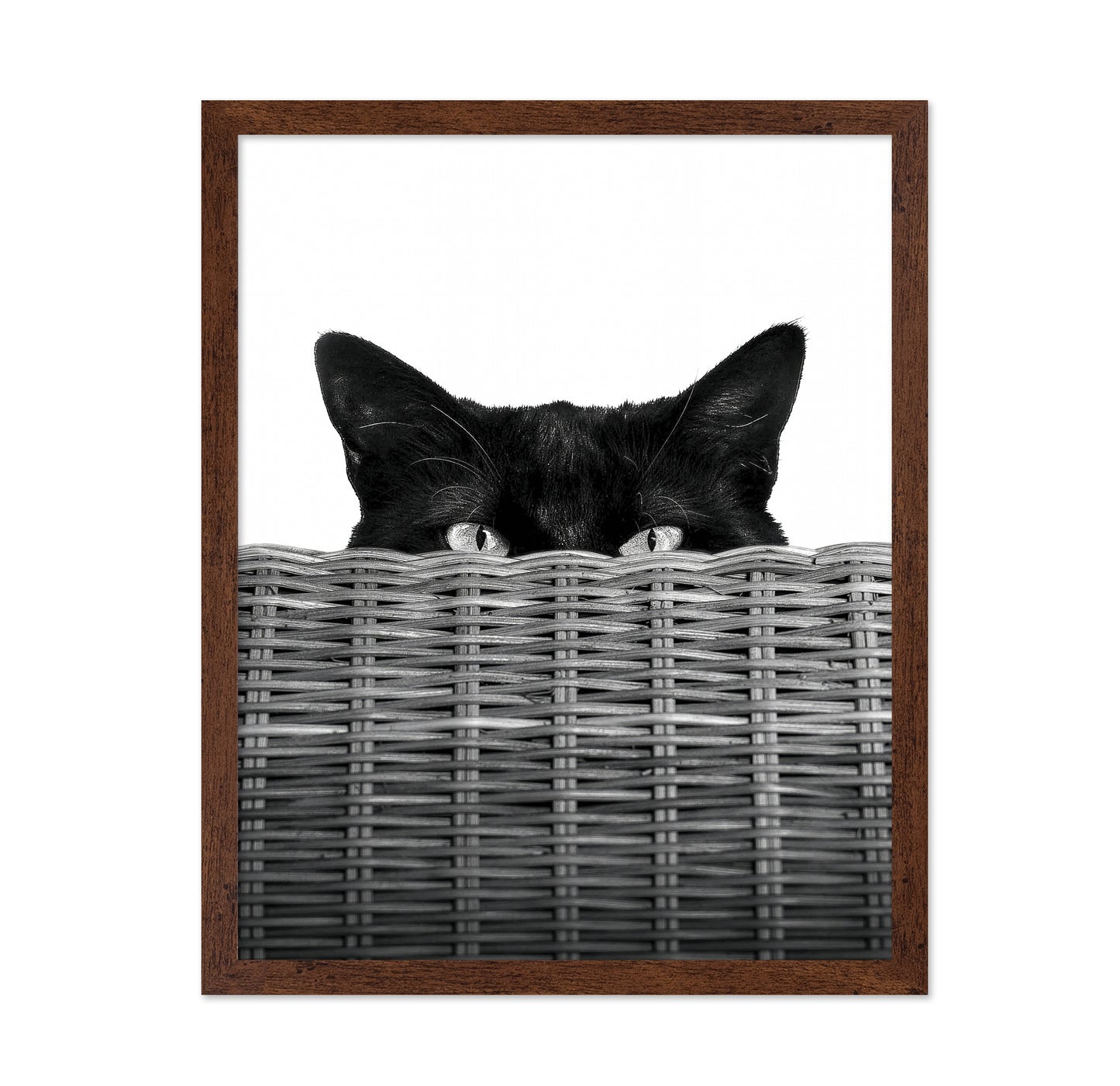 Curiosity Black Cat