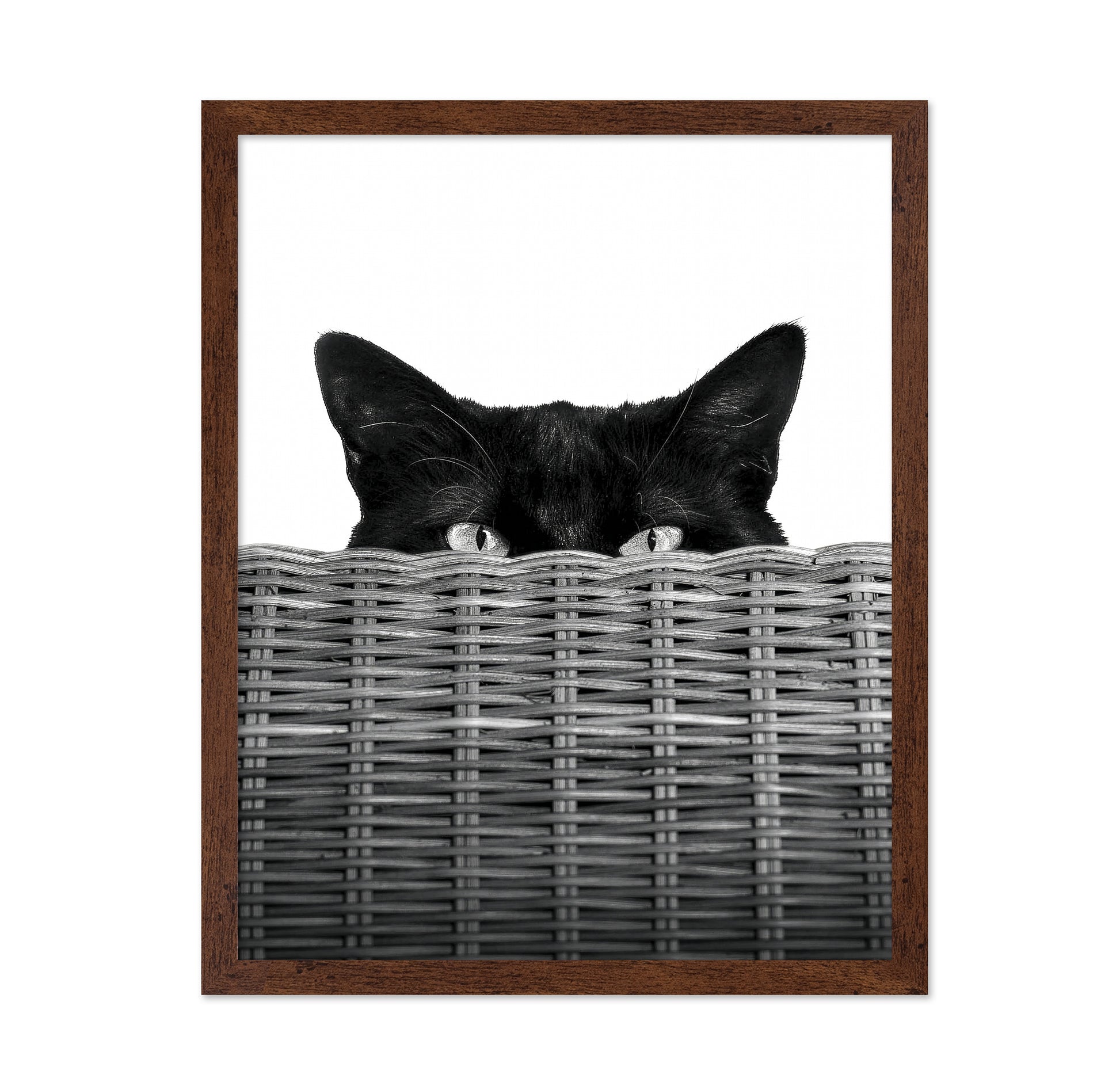 Curiosity Black Cat