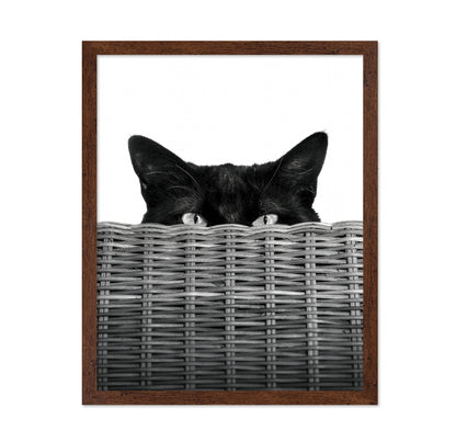 Curiosity Black Cat