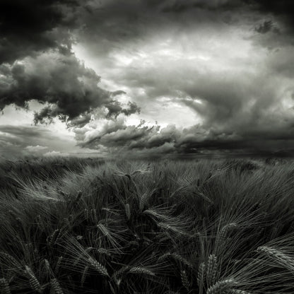 After the Storm