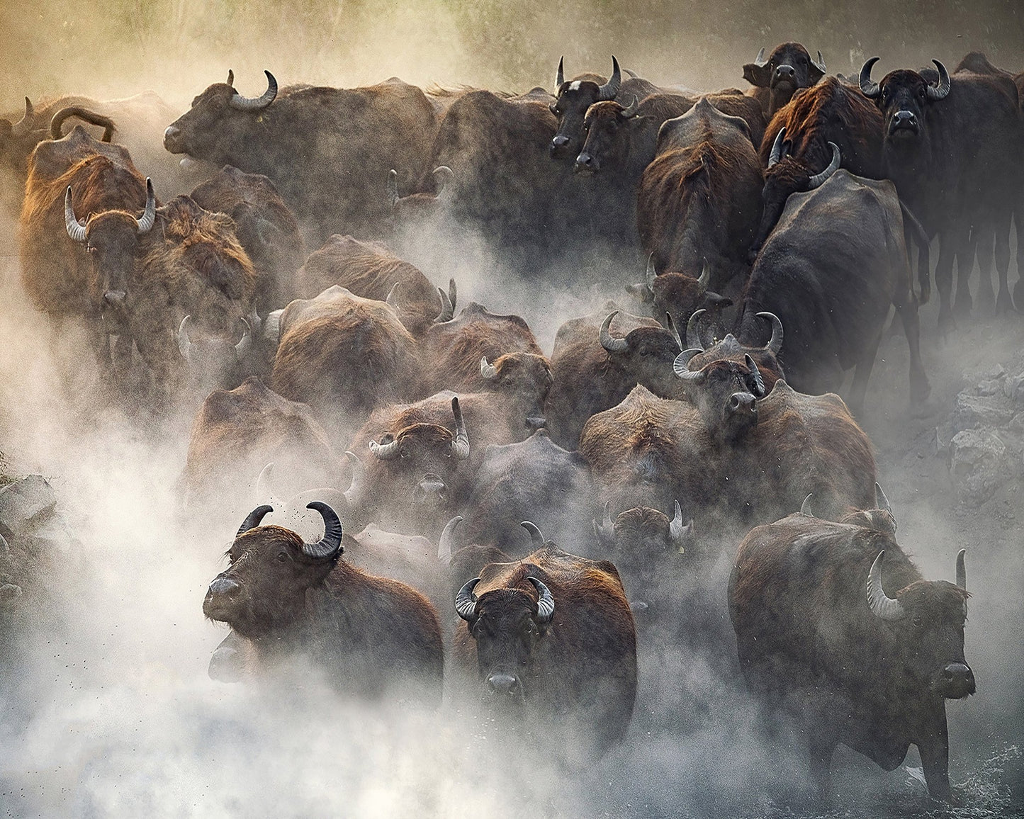 Herd