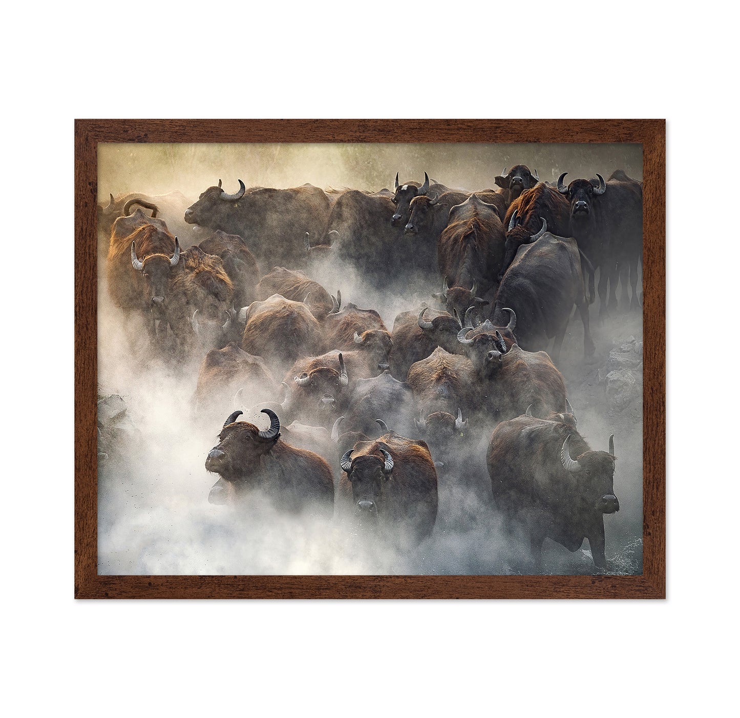 Herd