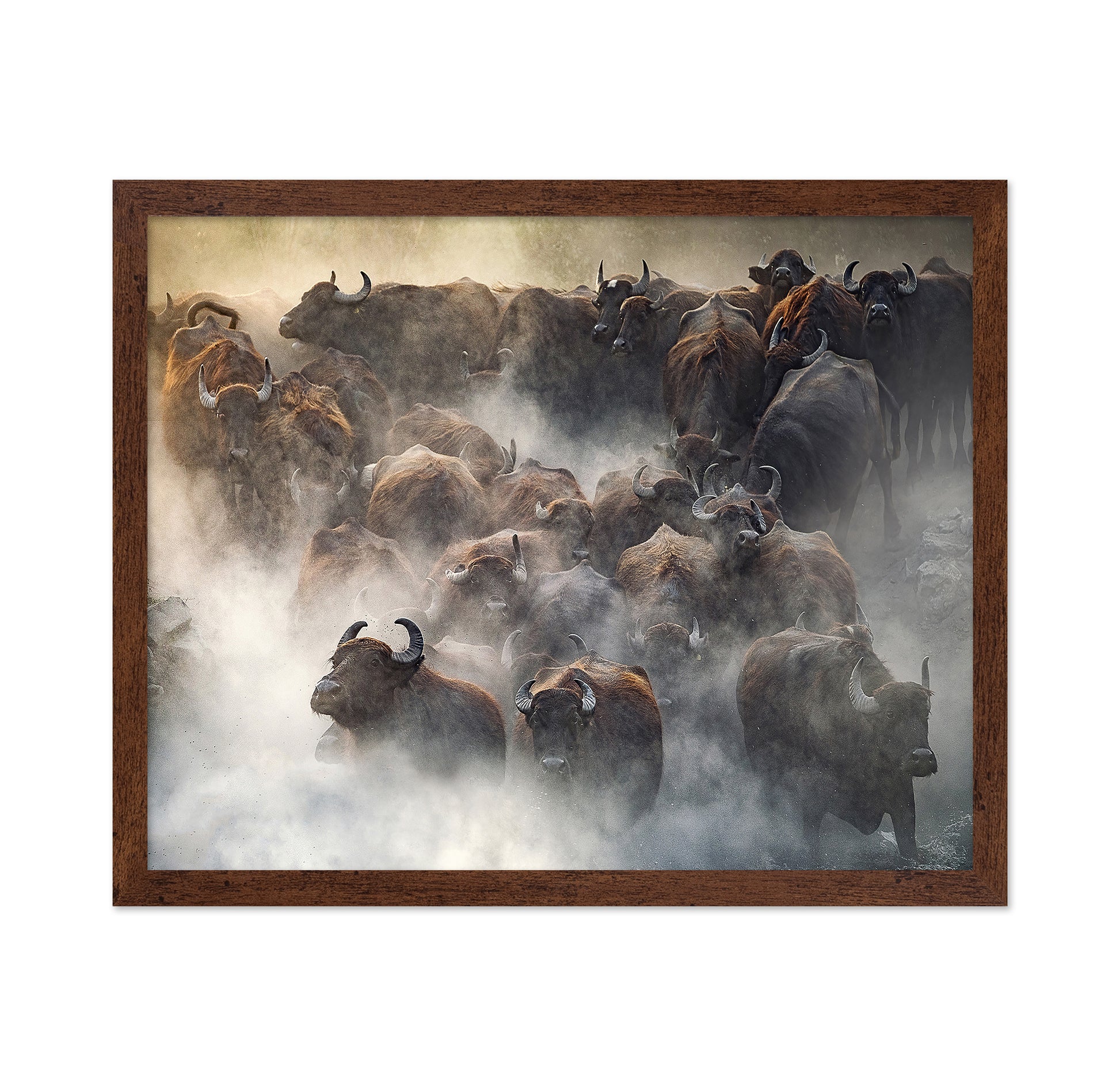 Herd