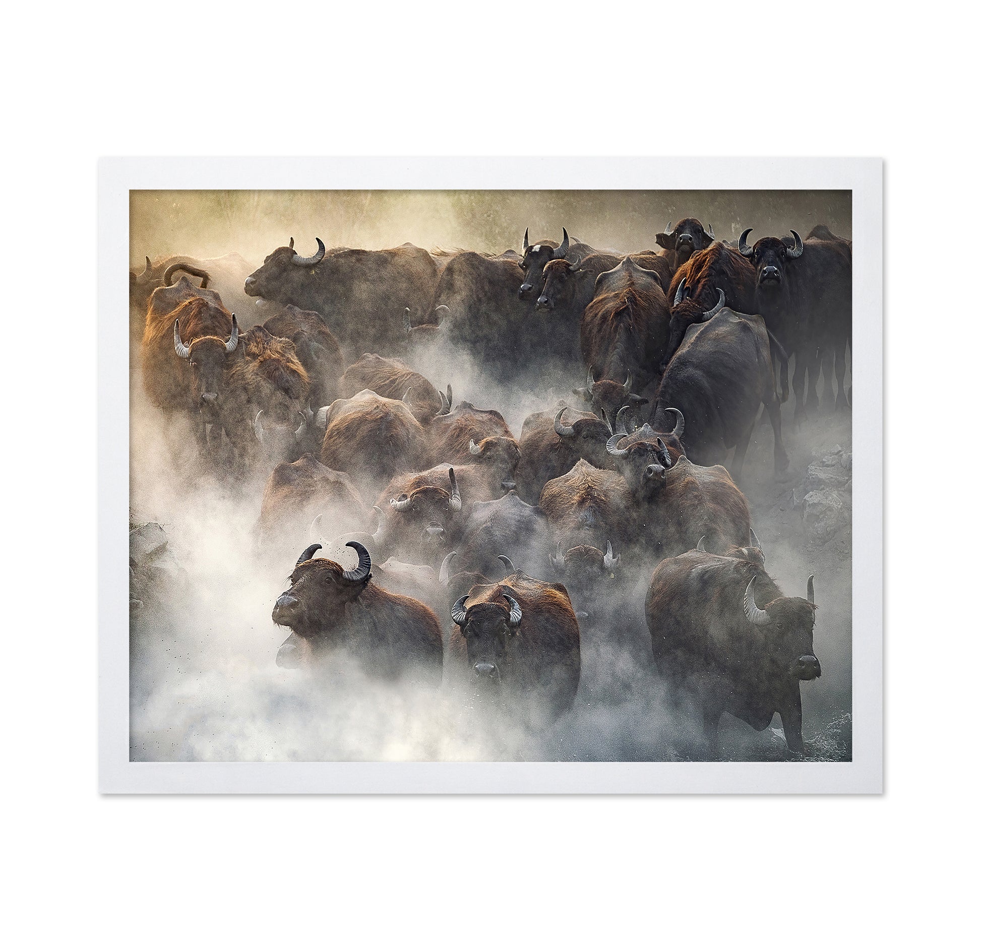 Herd