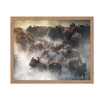 Herd