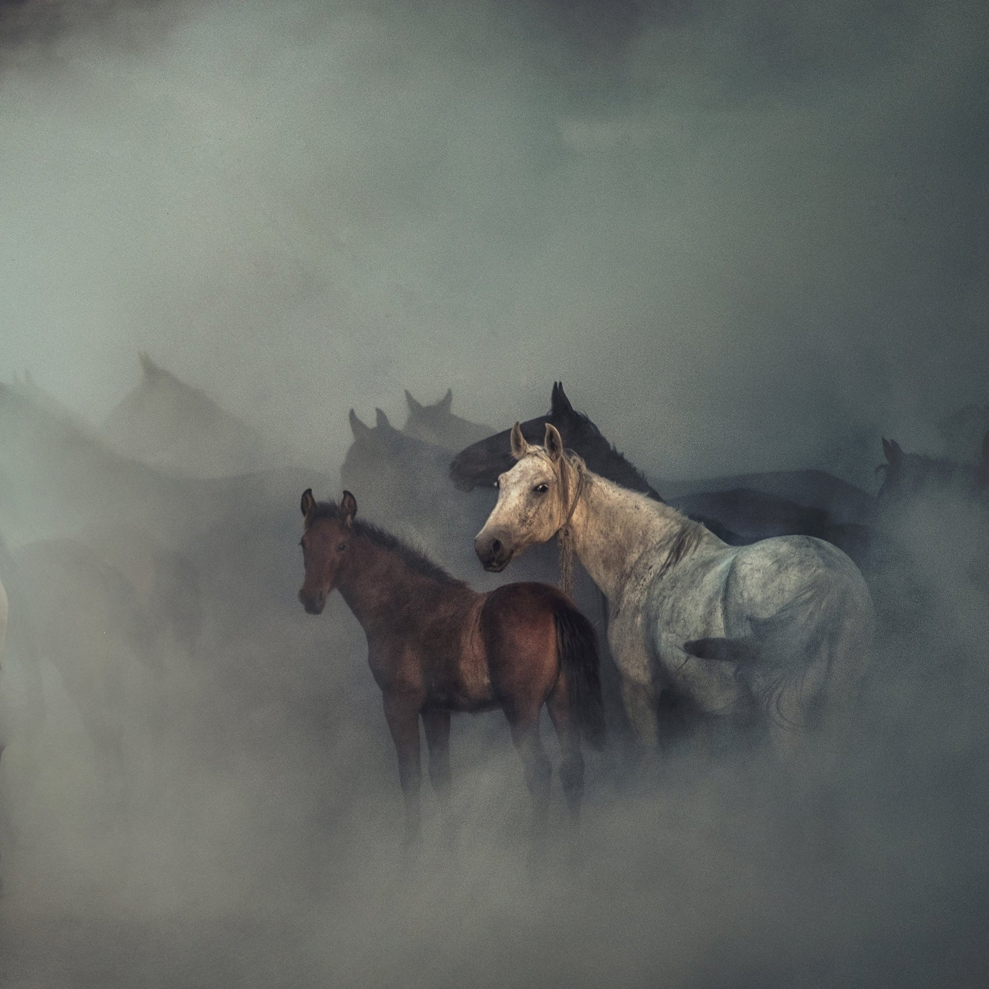 The Lost Horses