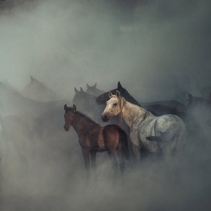 The Lost Horses
