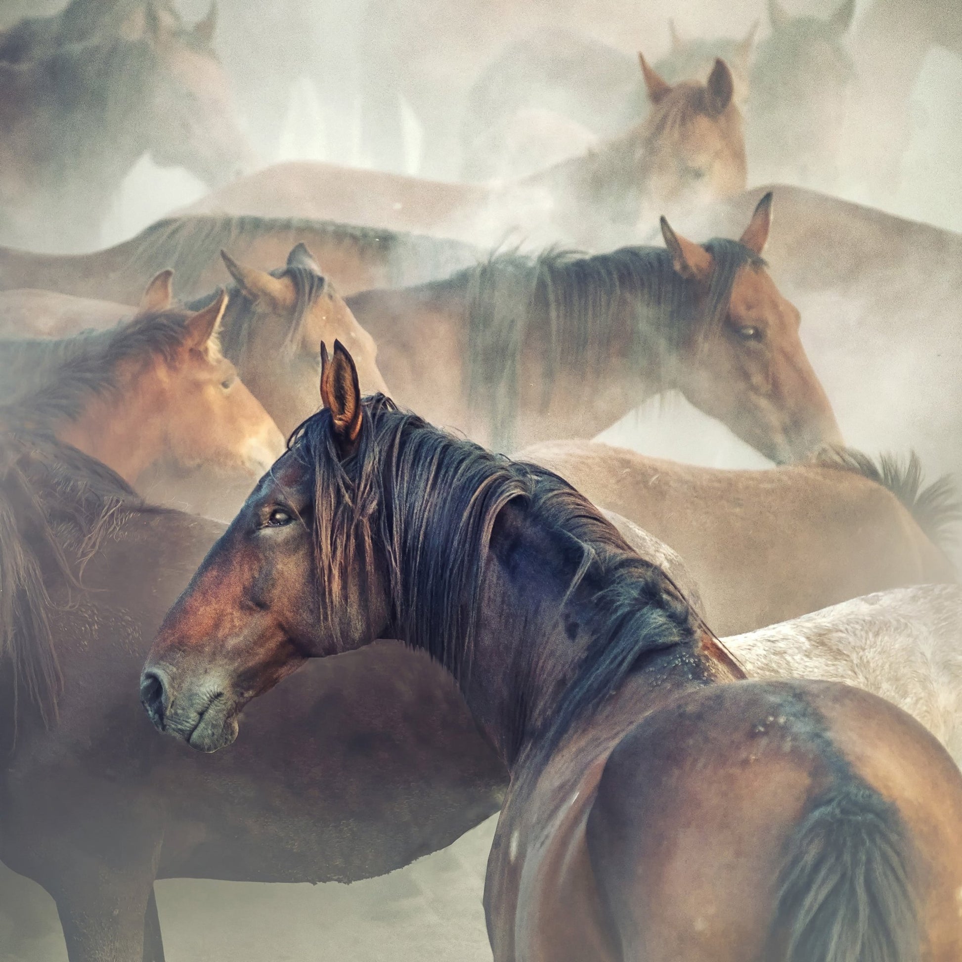 Tired Horses