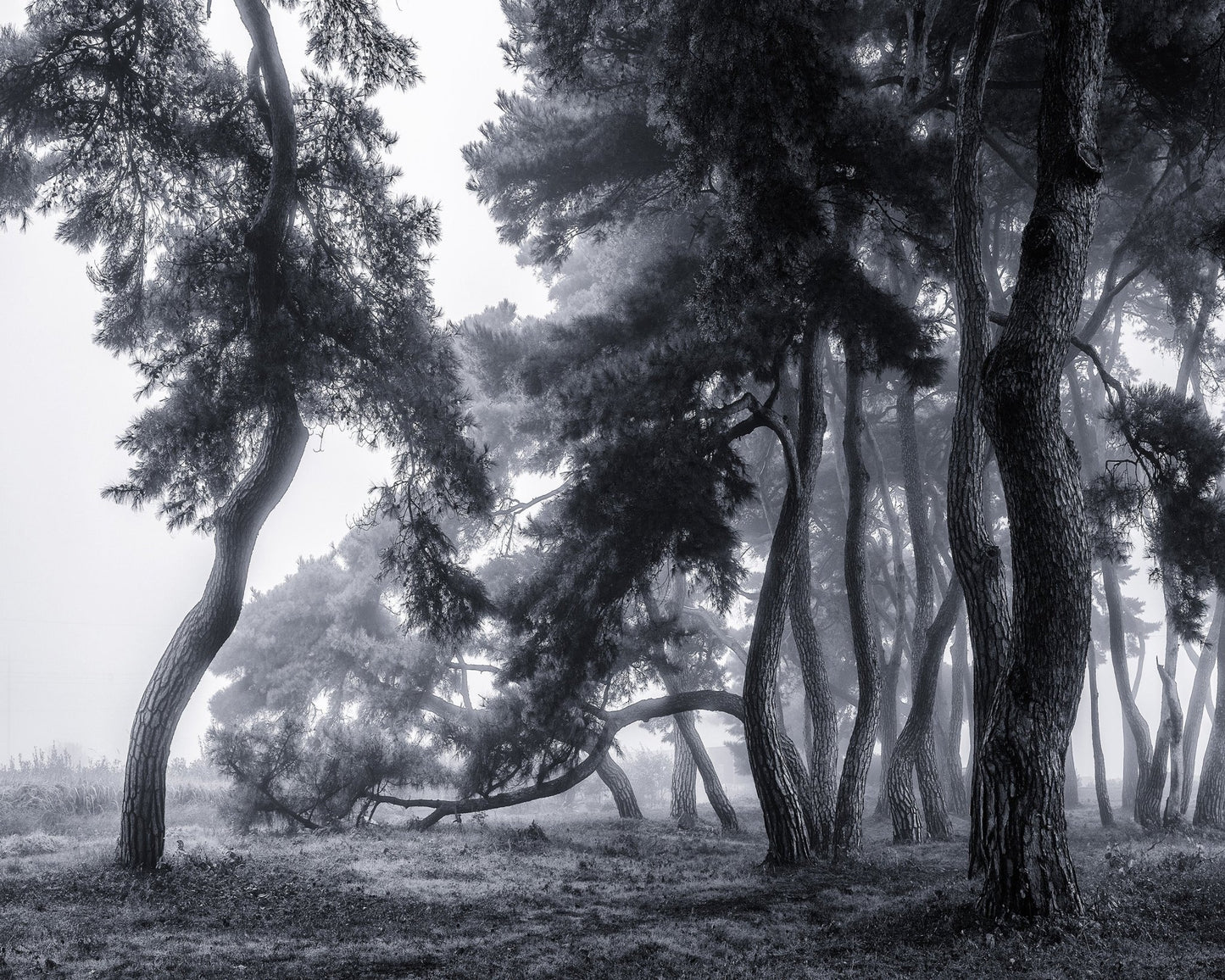Pine Trees Dancing In The Fog