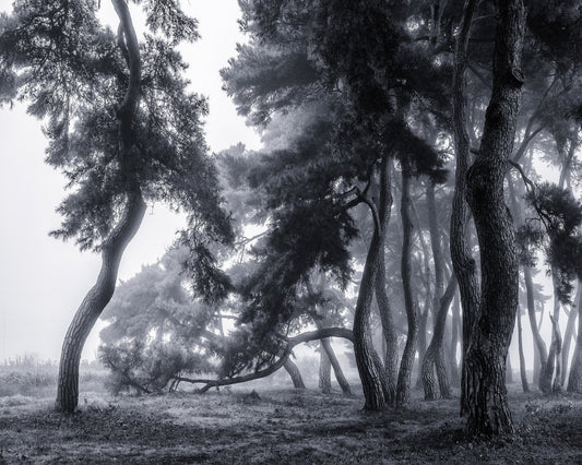 Pine Trees Dancing In The Fog