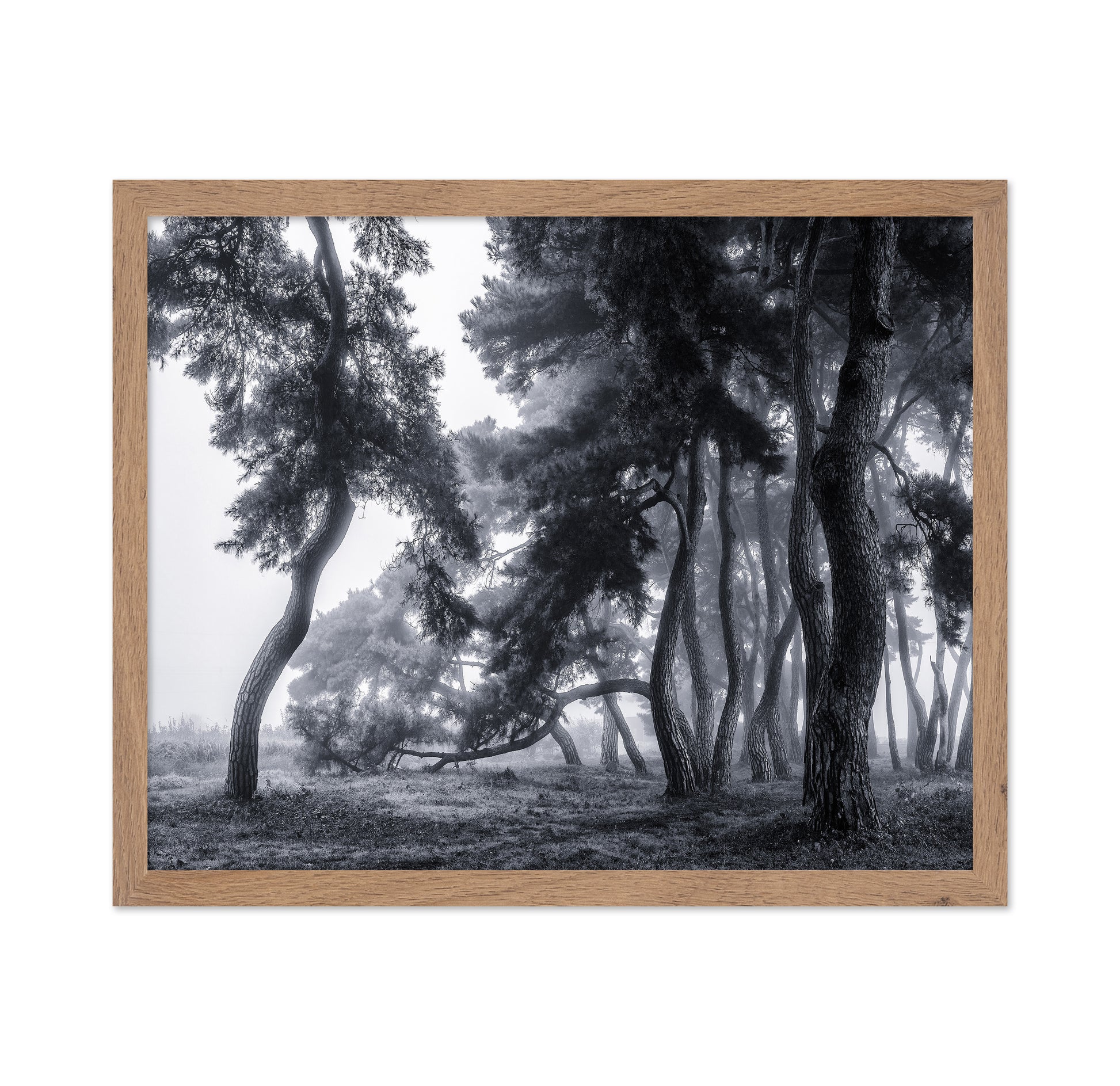 Pine Trees Dancing In The Fog