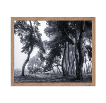 Pine Trees Dancing In The Fog