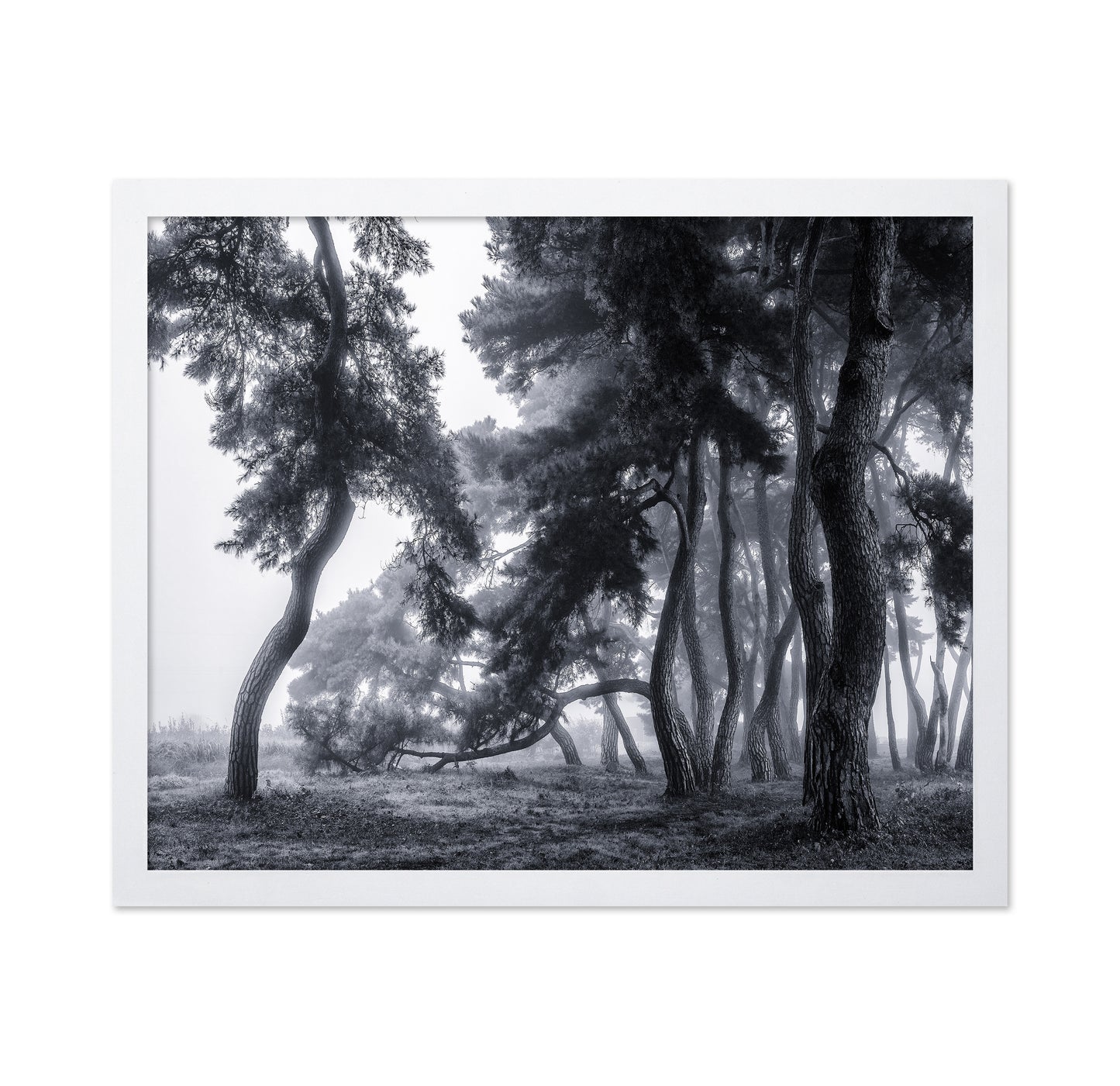 Pine Trees Dancing In The Fog