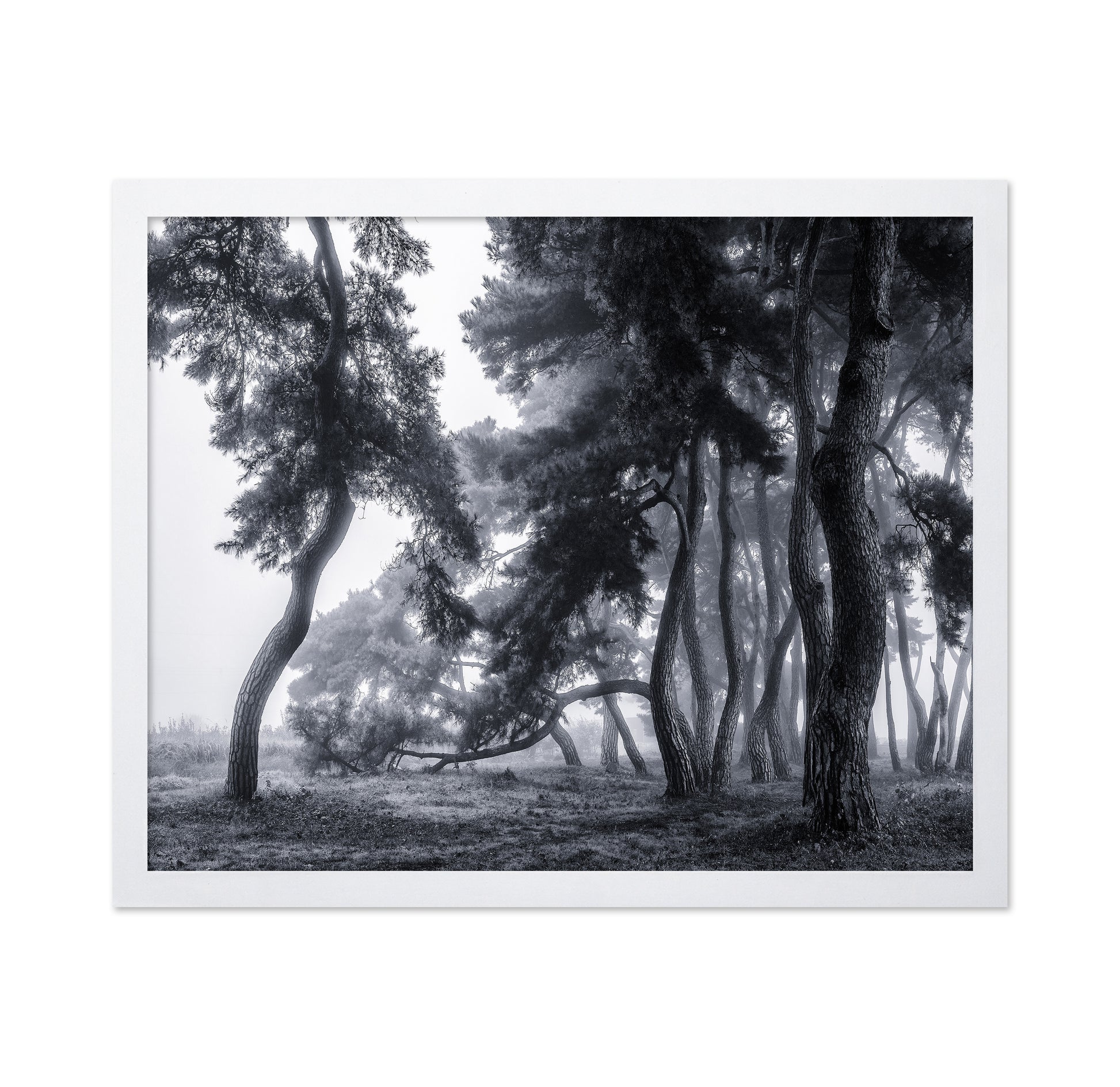 Pine Trees Dancing In The Fog