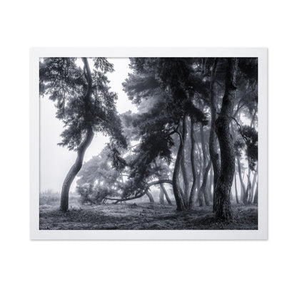 Pine Trees Dancing In The Fog