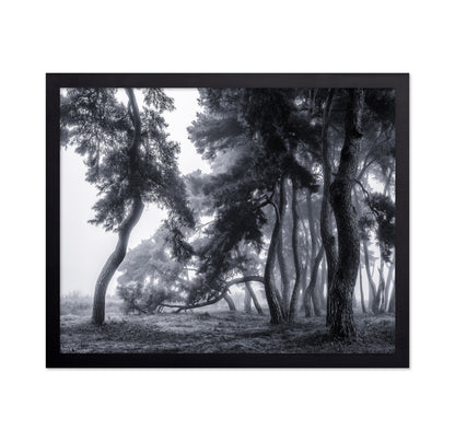 Pine Trees Dancing In The Fog