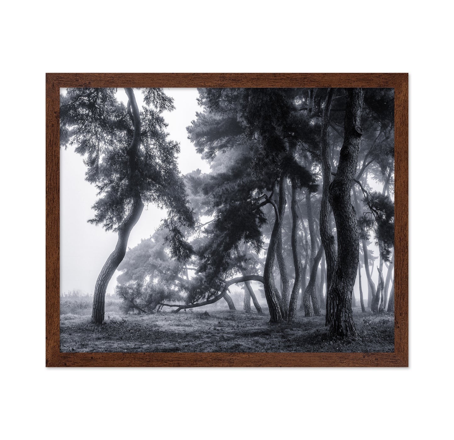 Pine Trees Dancing In The Fog