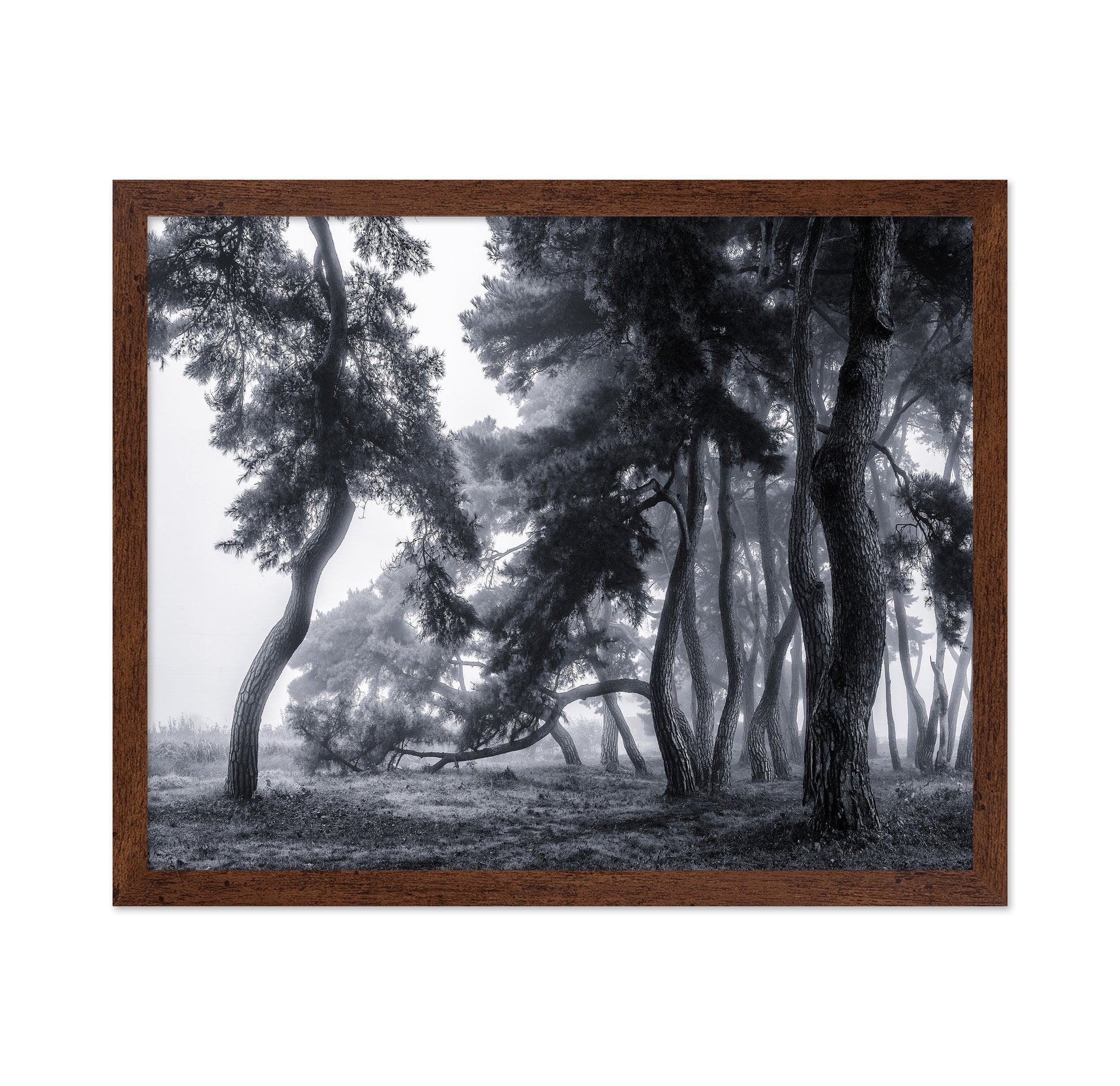 Pine Trees Dancing In The Fog