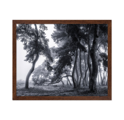 Pine Trees Dancing In The Fog