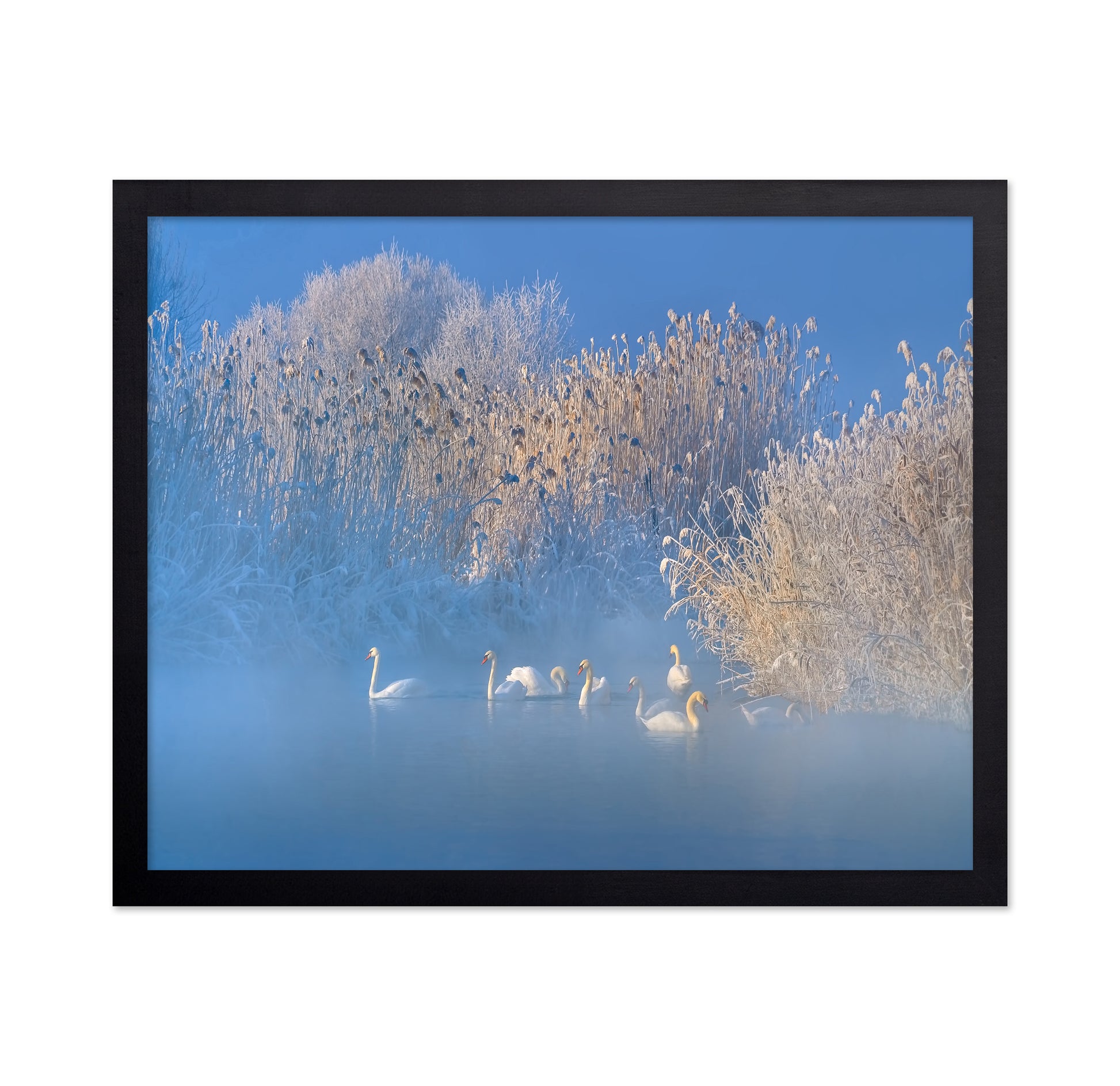 Blue Swan Lake