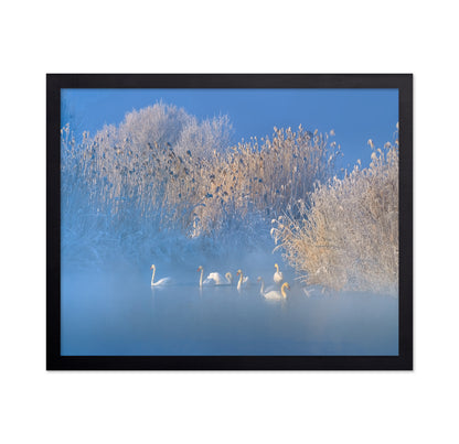 Blue Swan Lake