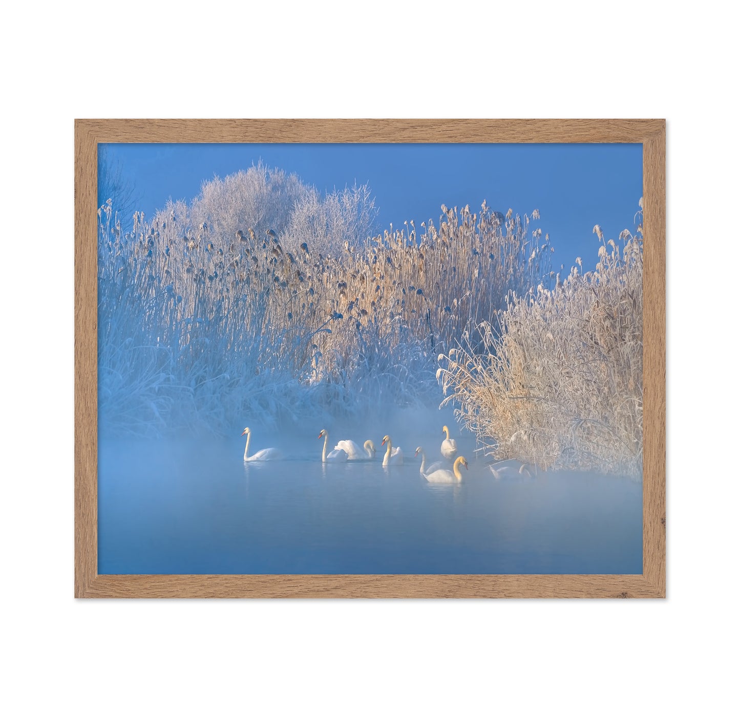 Blue Swan Lake