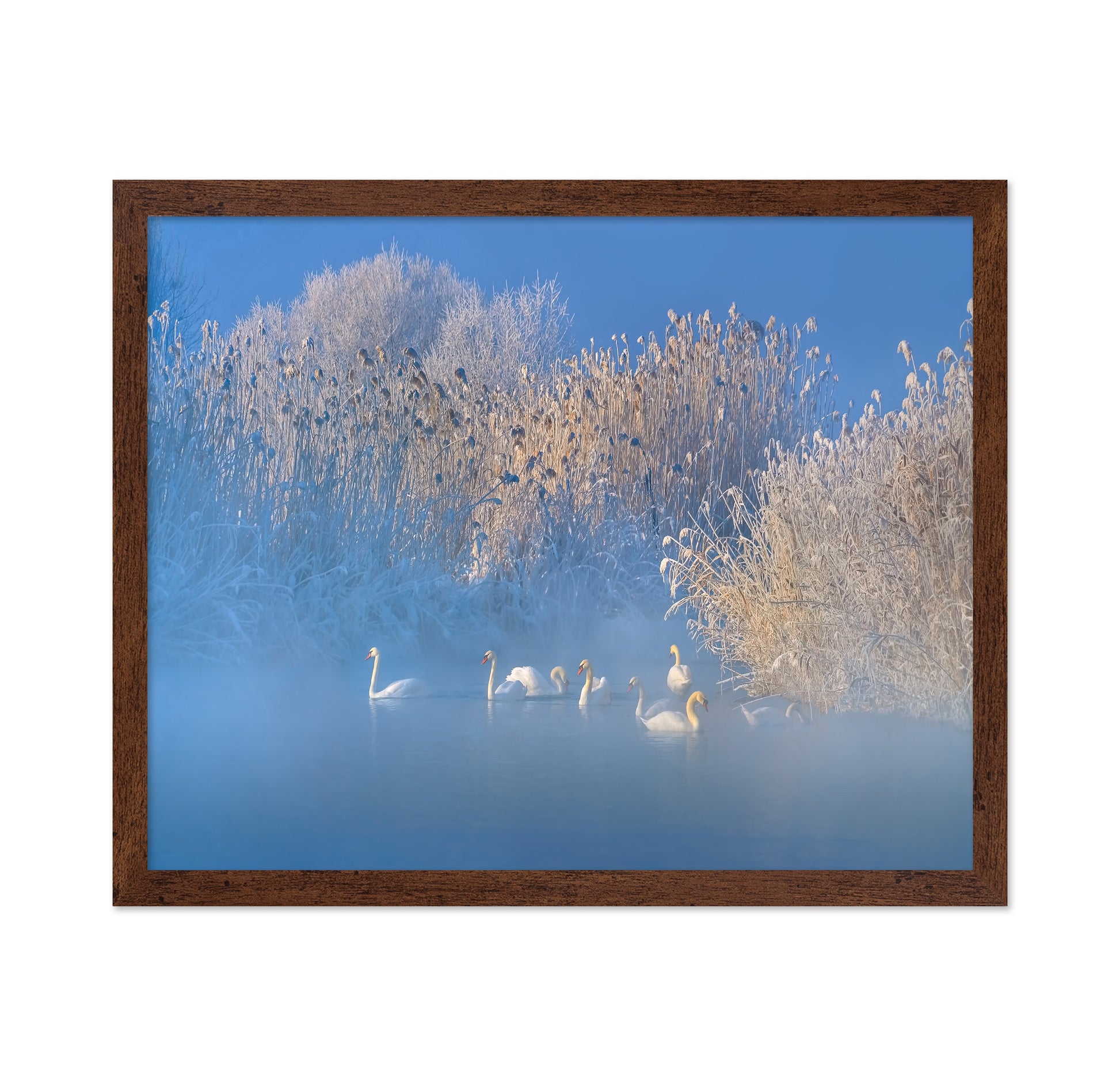 Blue Swan Lake