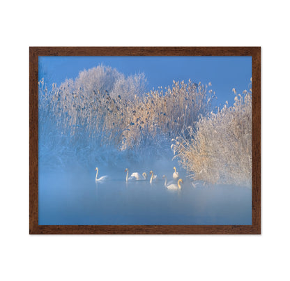Blue Swan Lake