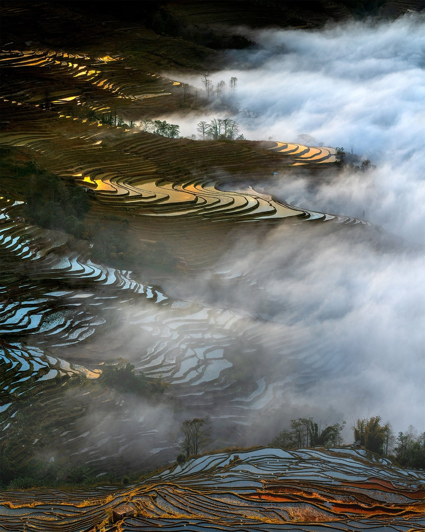 Colorful Rice Terraces