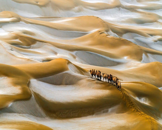Desert Dune Caravan