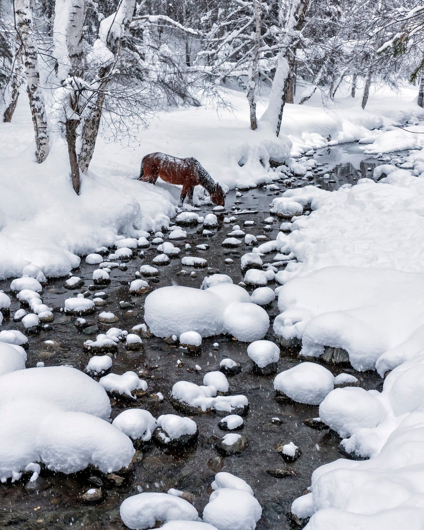 Snowy Forest Horse