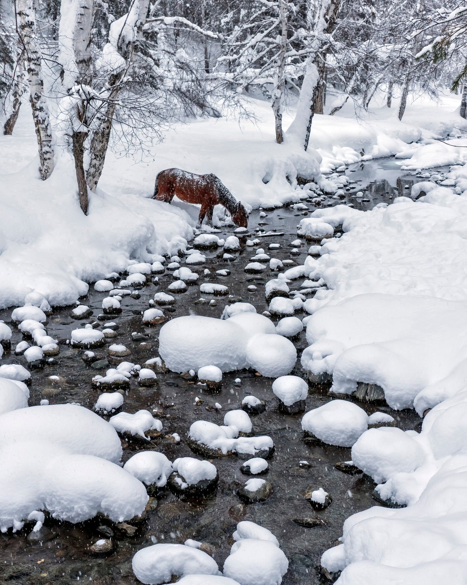 Snowy Forest Horse