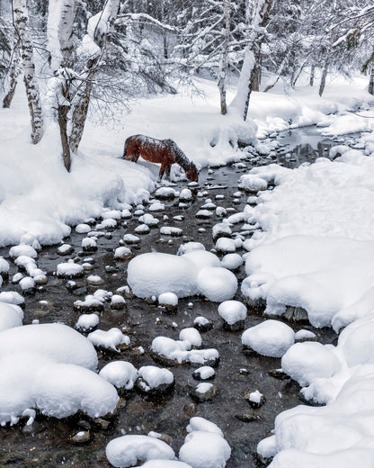 Snowy Forest Horse