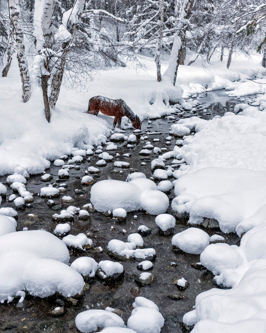 Snowy Forest Horse