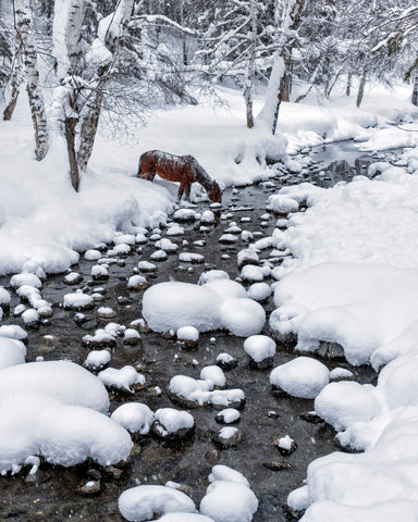 Snowy Forest Horse
