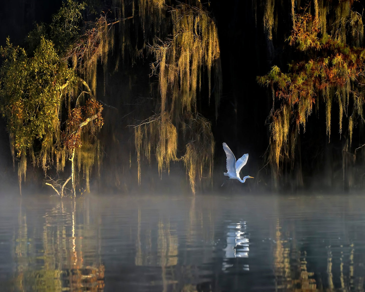 White Heron Wetland