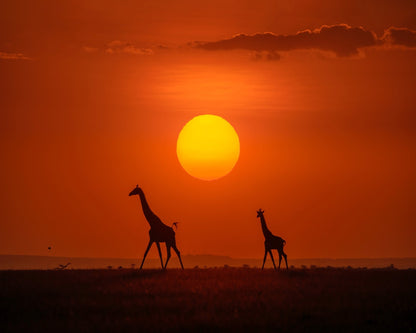 Giraffes In The Sunset