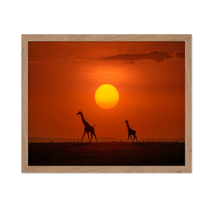 Giraffes In The Sunset