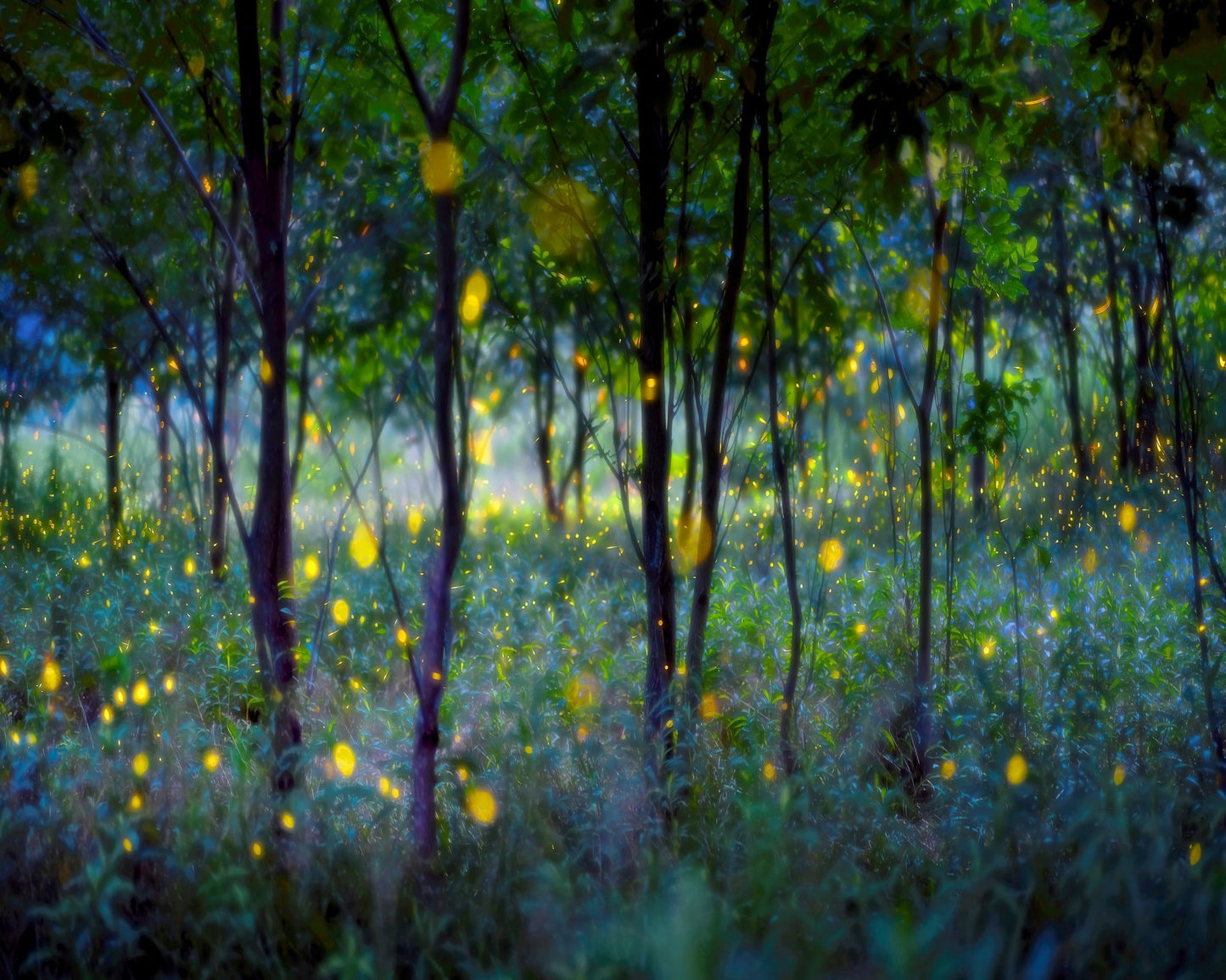 Enchanted Firefly Forest
