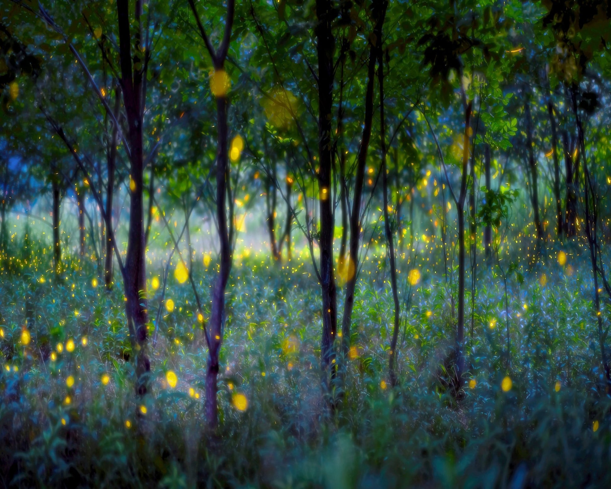 Enchanted Firefly Forest