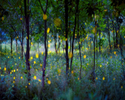 Enchanted Firefly Forest