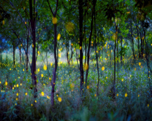 Enchanted Firefly Forest