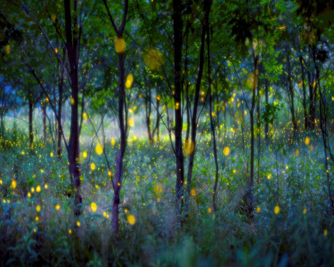Enchanted Firefly Forest